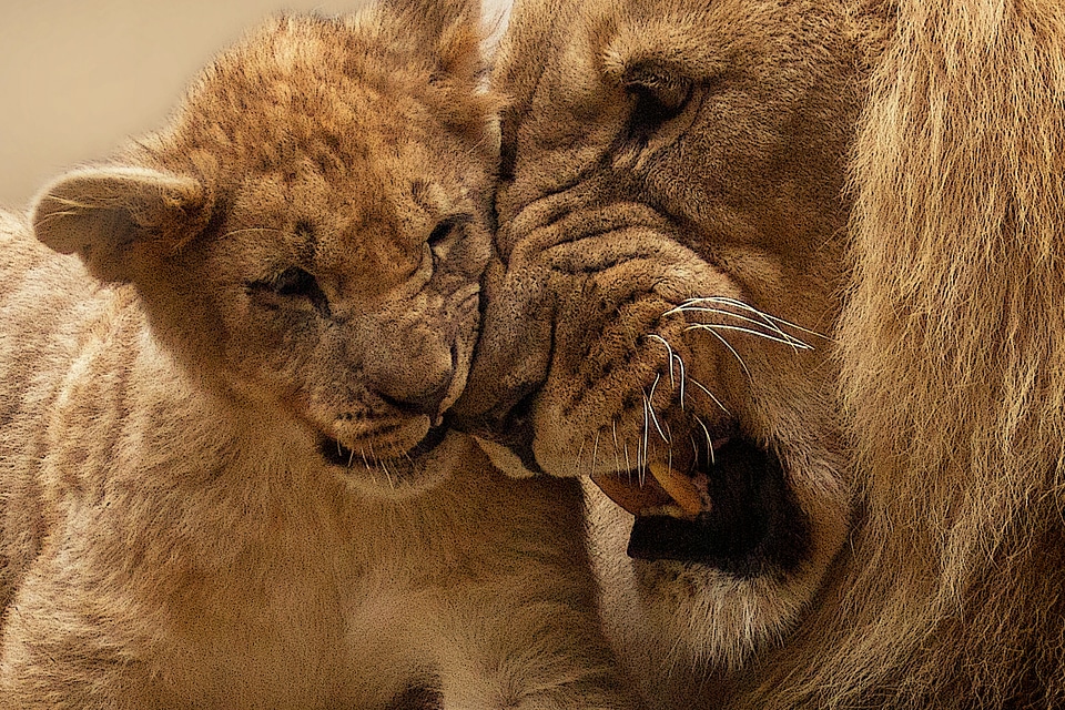 Big cat wild panthera leo