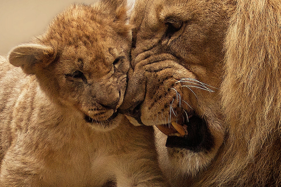 Big cat wild panthera leo photo