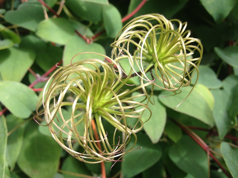 Climber plant vines bizarre