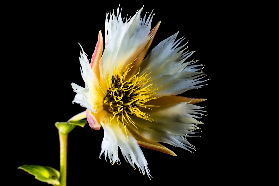 Bloom white flowering twig