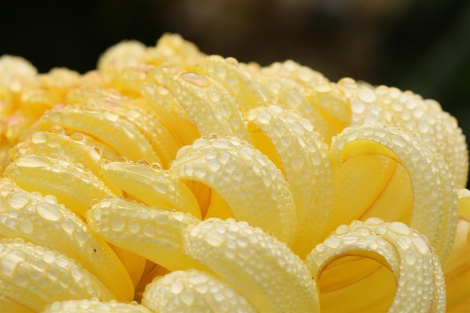 Nature petal macro