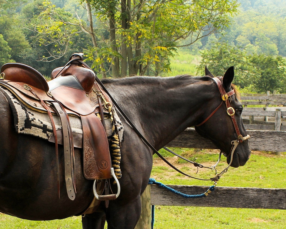 Horn stirrup cantle