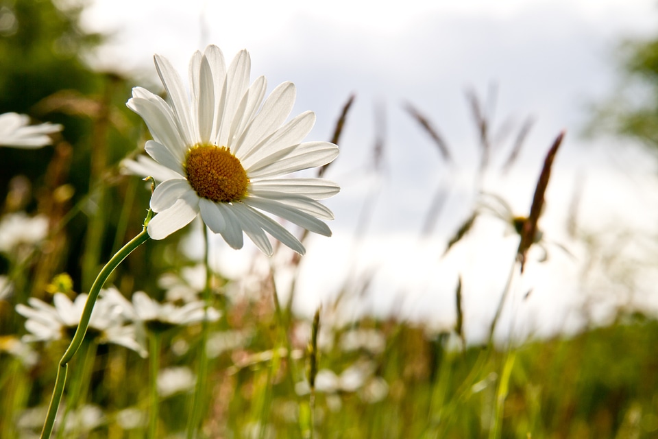 Grass flower carpet summer
