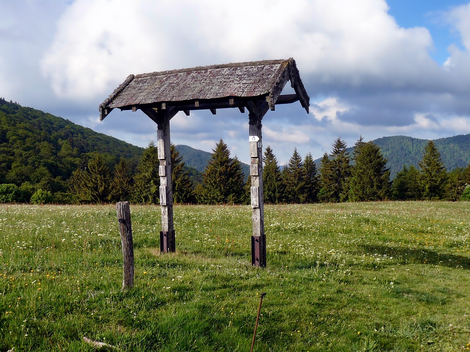 Forest trees field