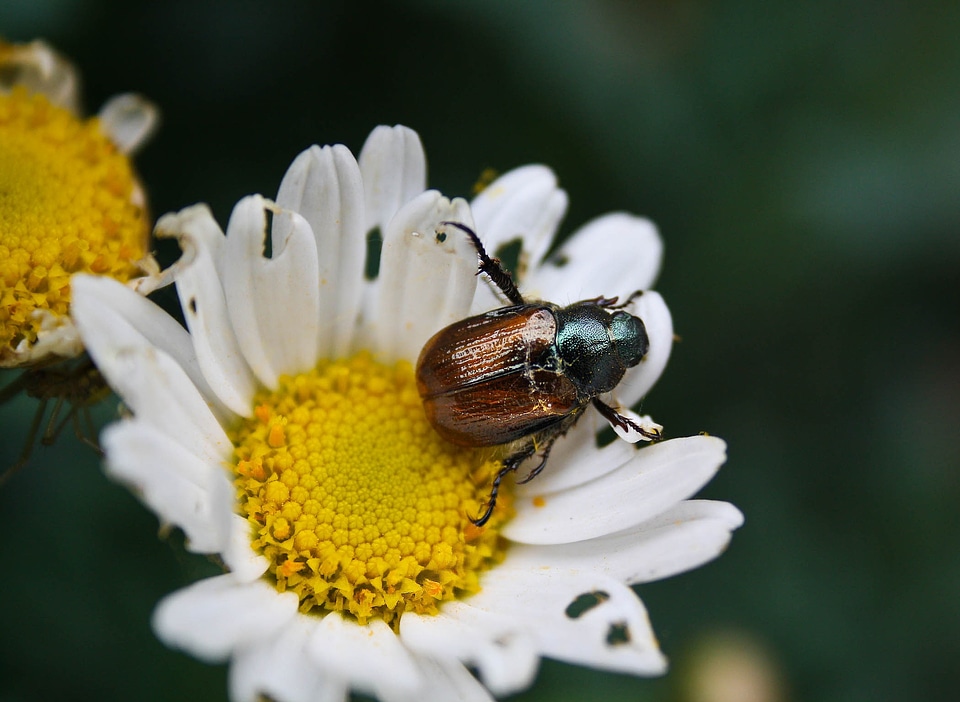 Insect animal nature