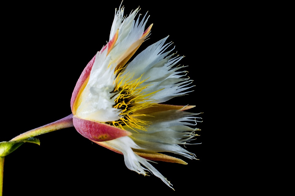 Bloom white flowering twig