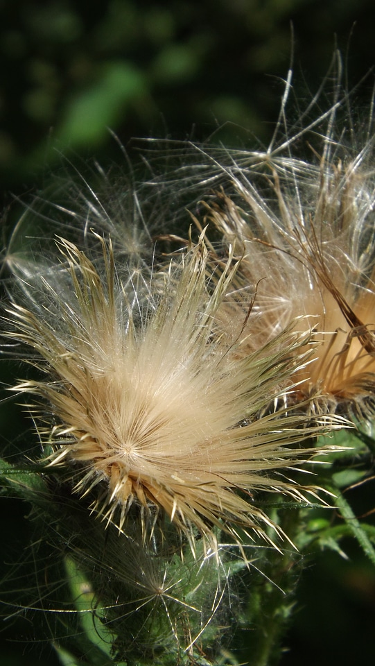 Plant nature flower