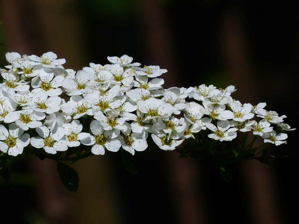 White spierstrauch spiraea arguta