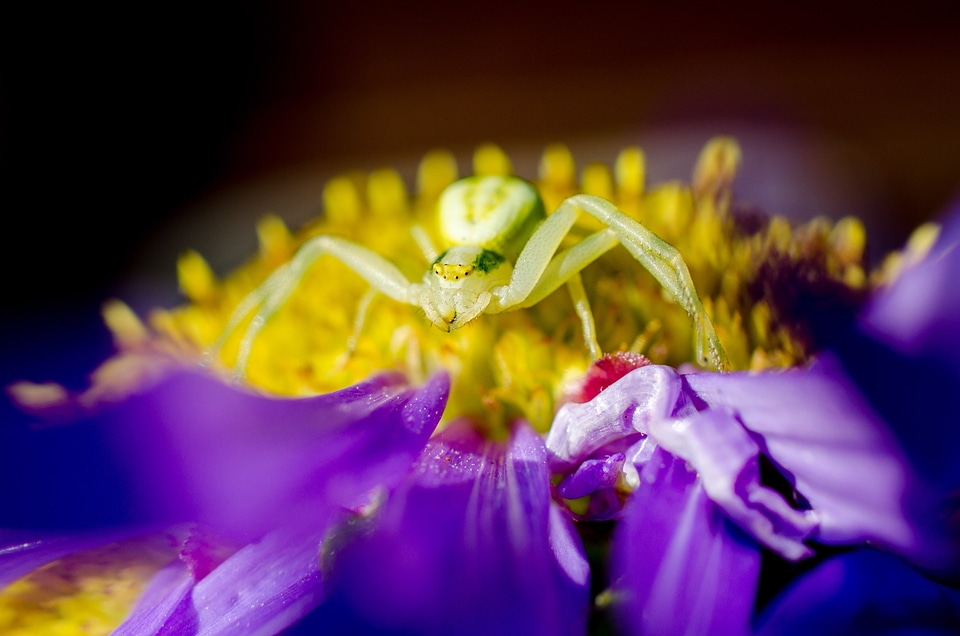 Spider macro aster