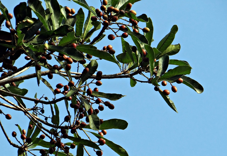 Chokkala punyava fruit