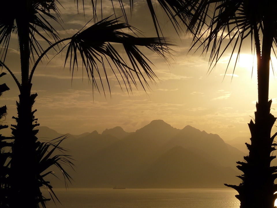 Outlook palm trees idyll