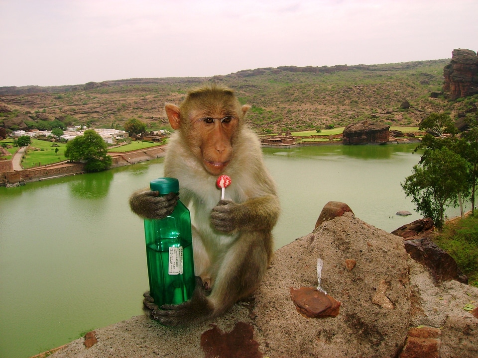 Badami india animal photo