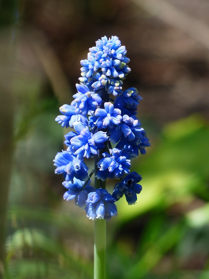 Bloom flower blue photo