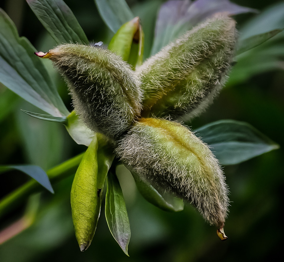 Nature natural leaf