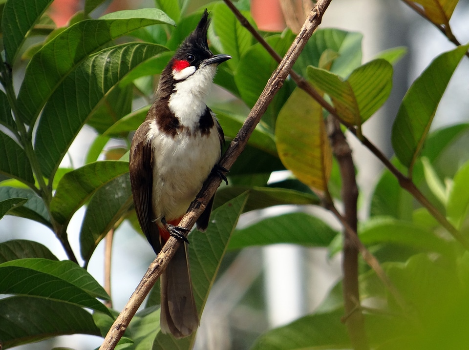 Bird sipahi bulbul dharwad
