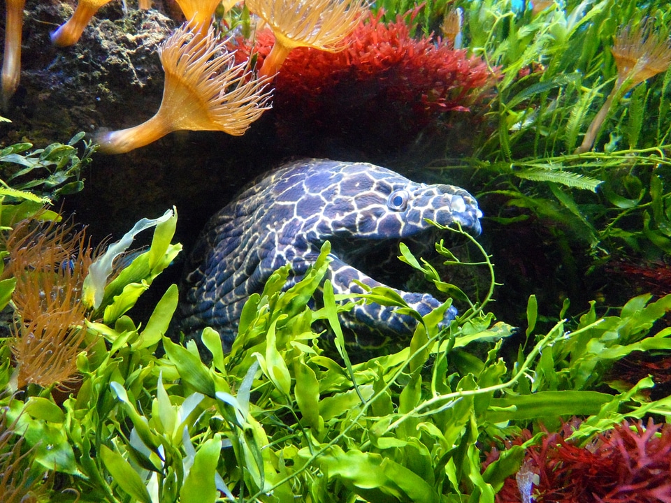 Aquarium sea anemone
