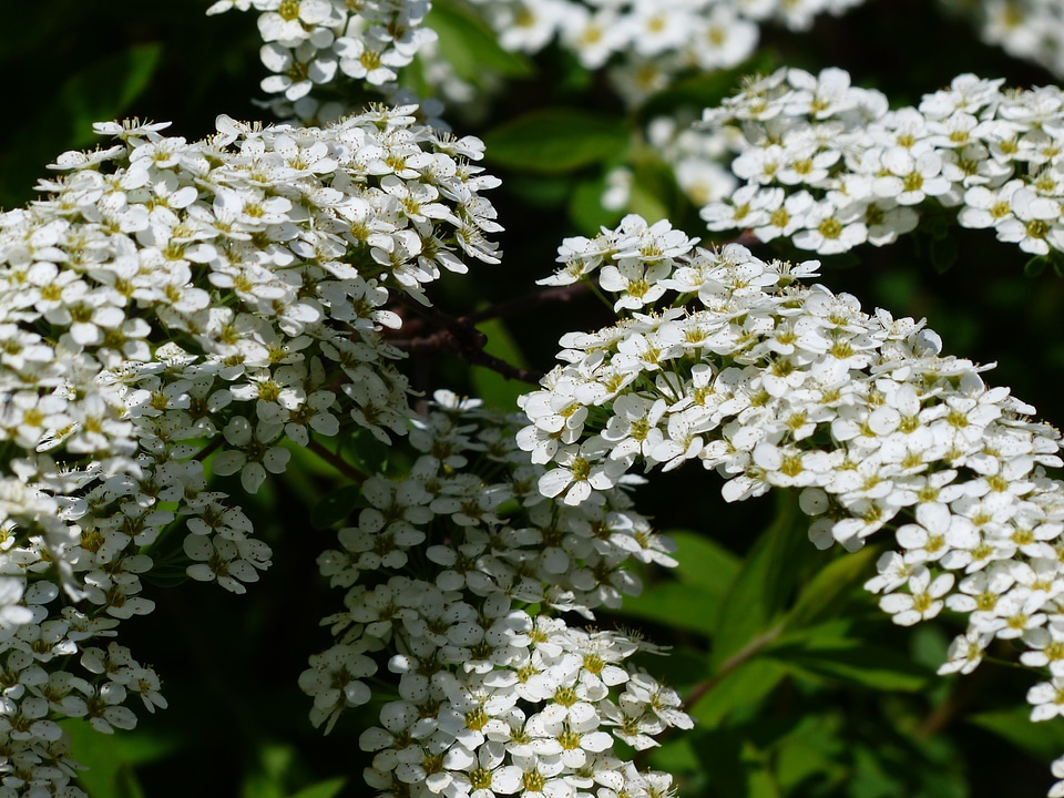 Flowers white spierstrauch