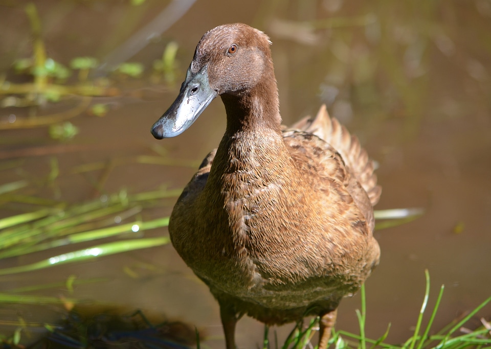 Bird duck bird water