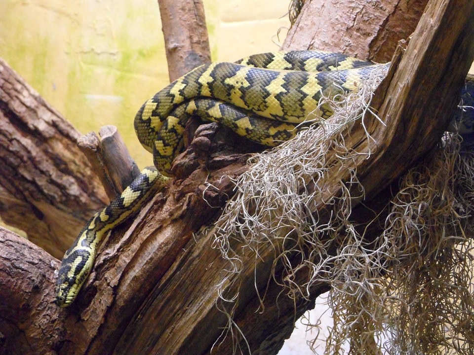 Reptile pattern zoo