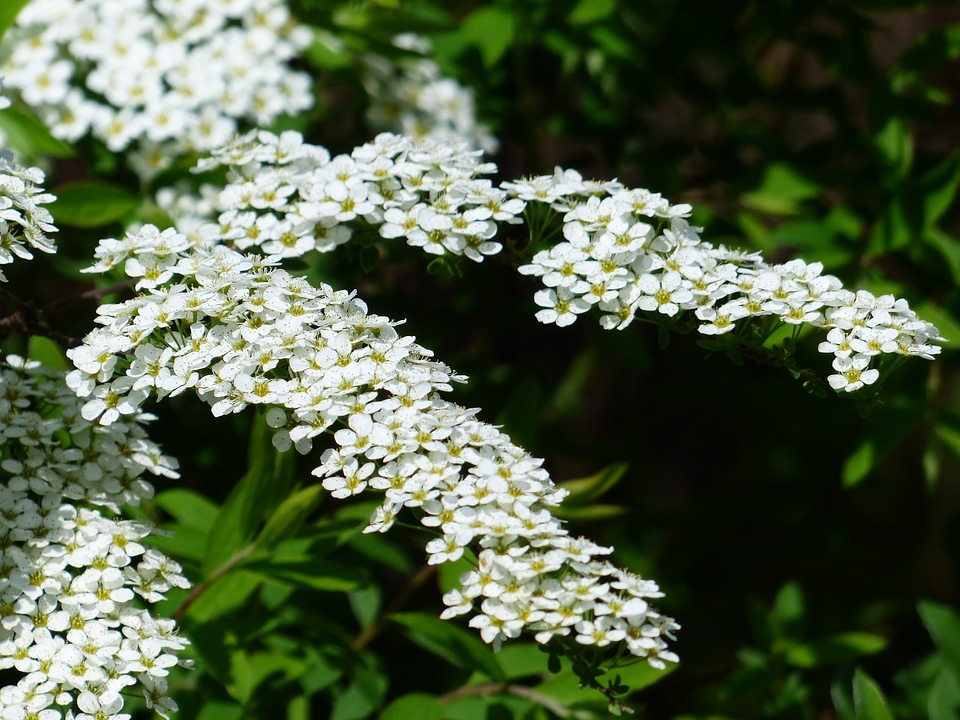 White spierstrauch spiraea arguta