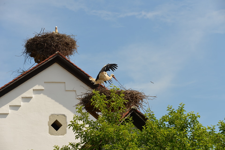 Animal rattle stork nature