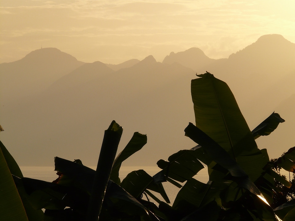 Banana trees banana leaf backlighting