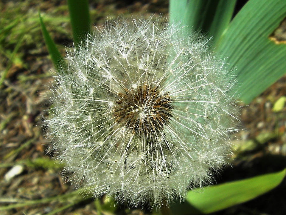 Bloom blooming nature