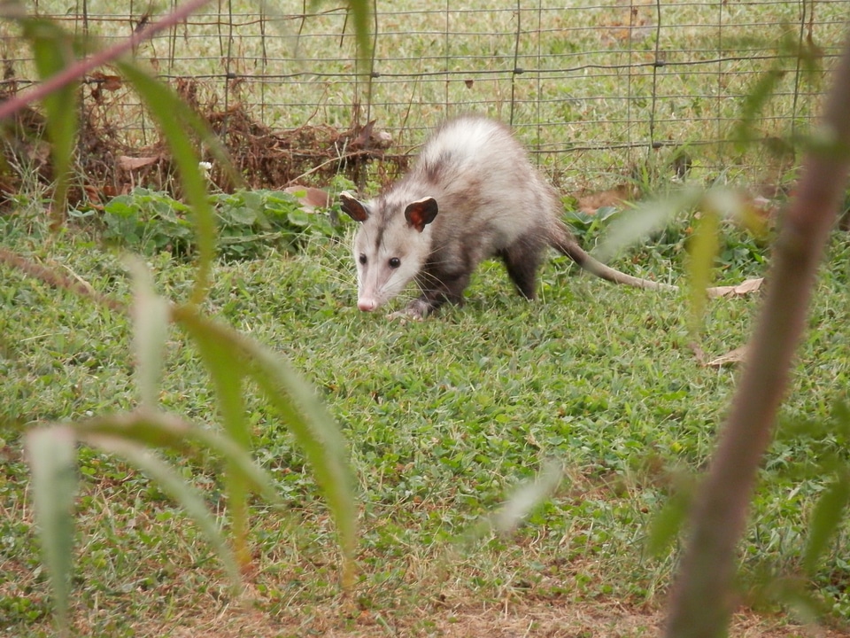 Animal wildlife wild
