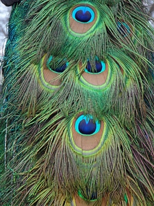 Bird close up colorful photo