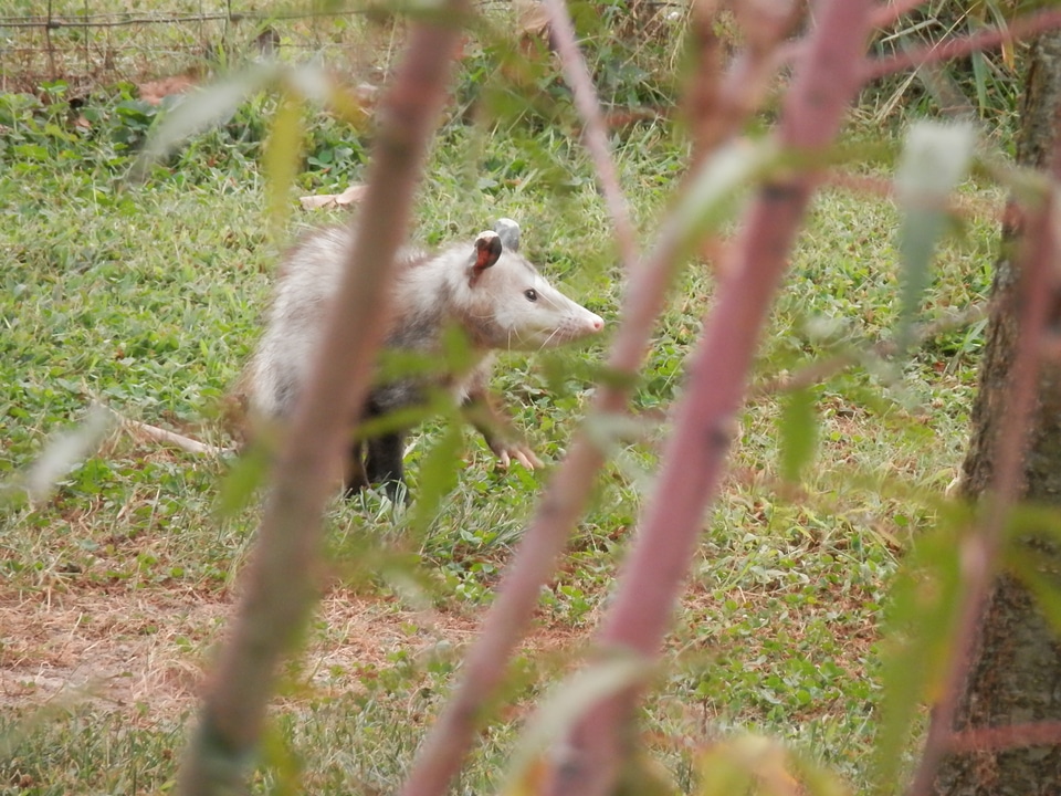 Animal wildlife wild
