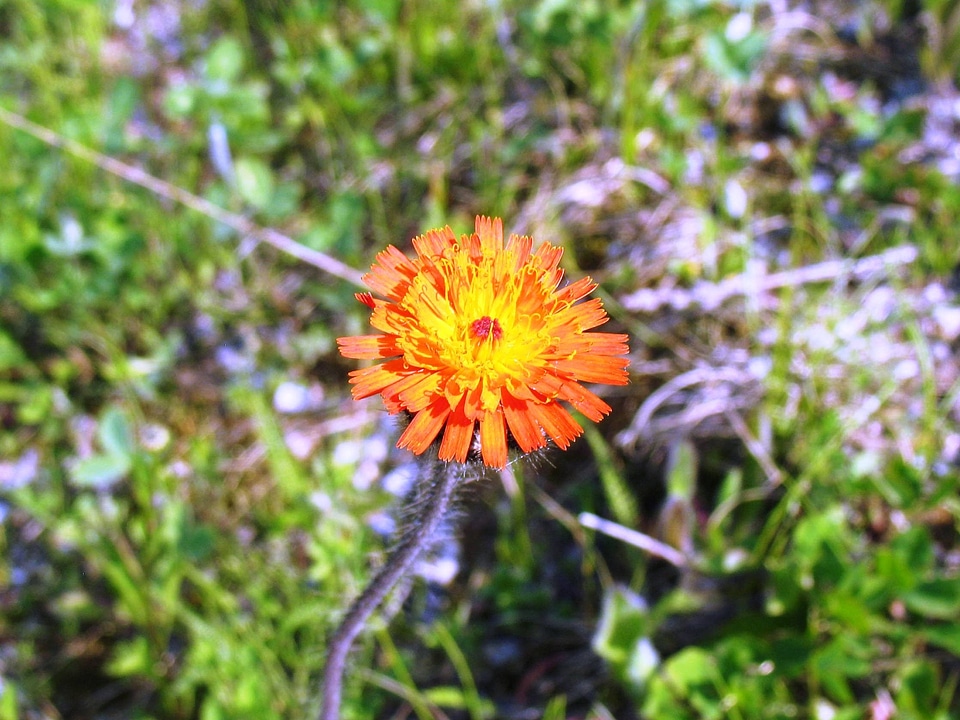 Bloom blooming nature
