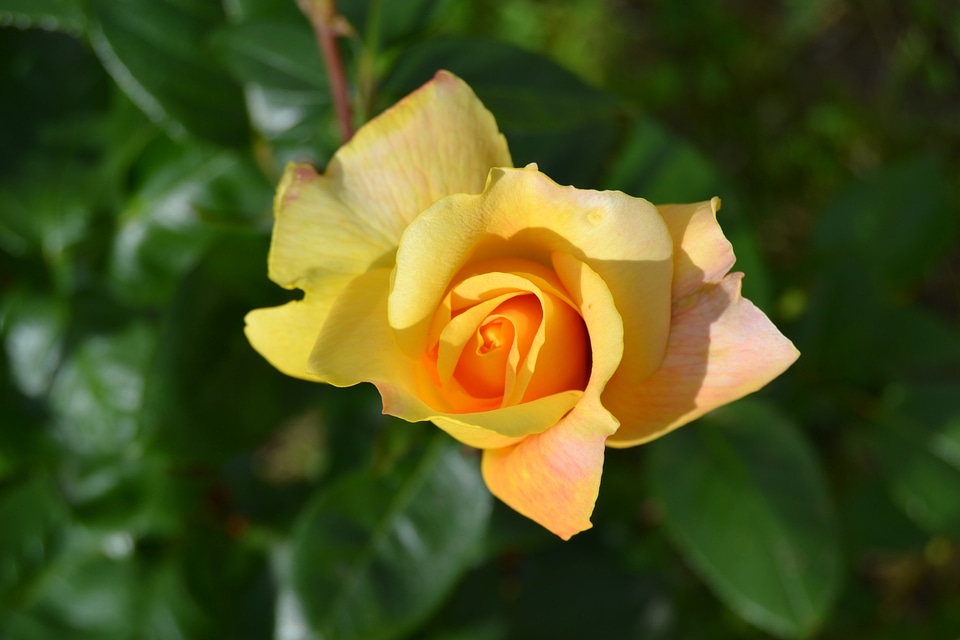 Flower yellow rose nature