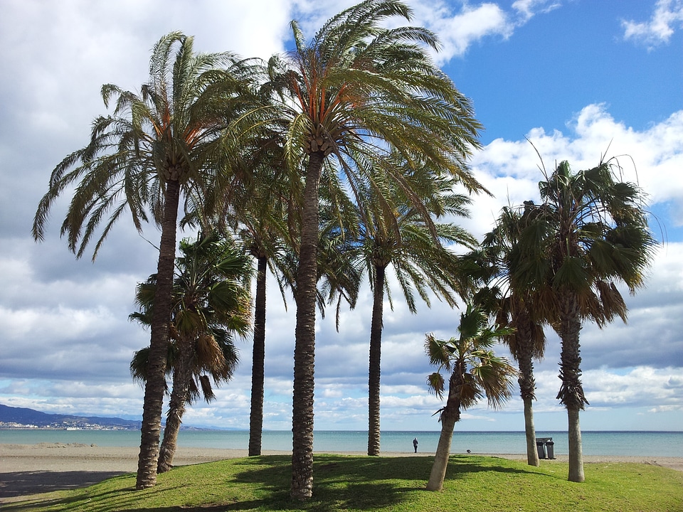 Palms wind nature