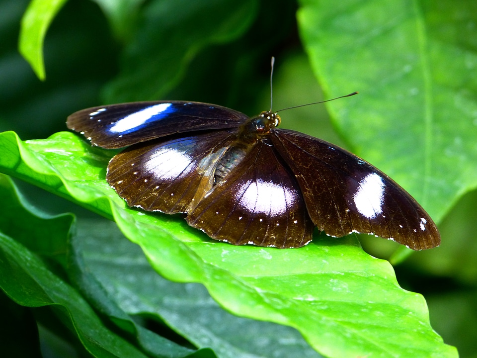 Animal names great eggfly ordinary eierfliege