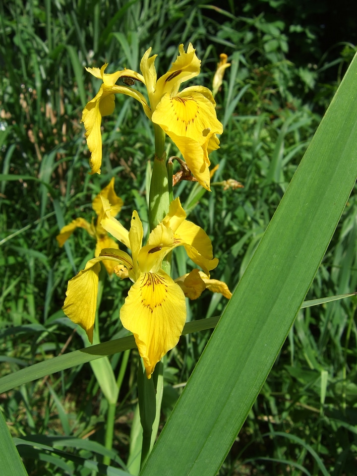 Yellow iris iridaceae plant