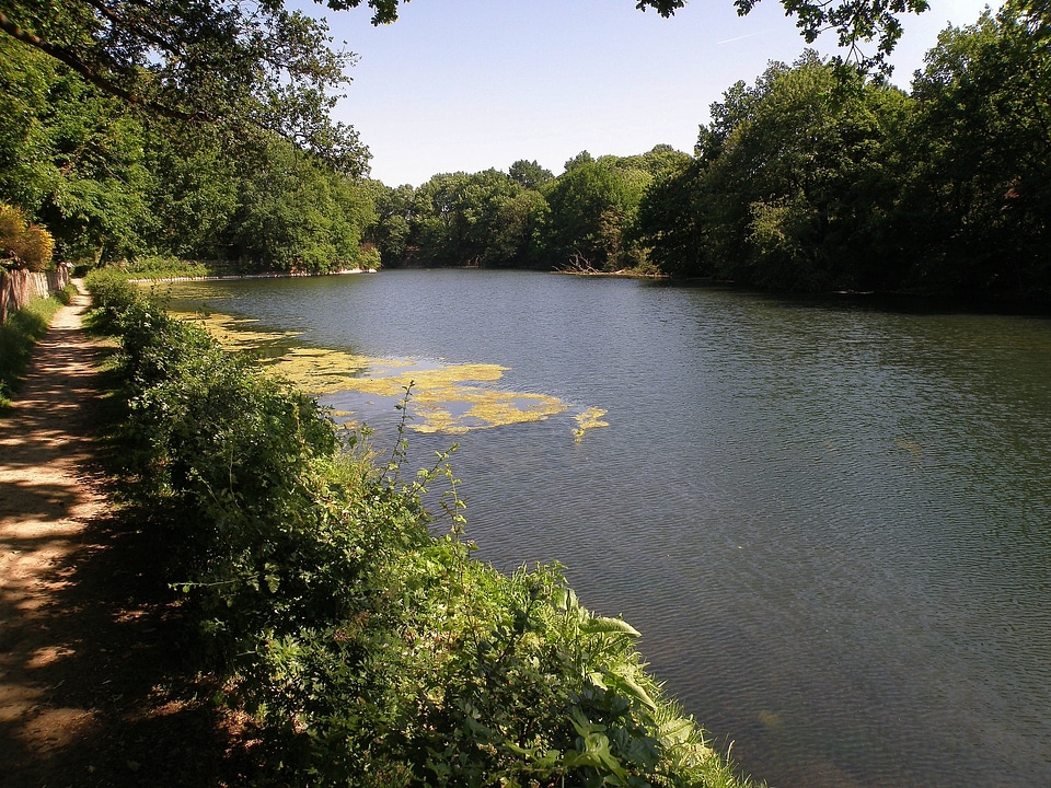 Water forest trees photo