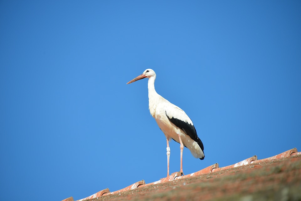 Rattle stork white stork roof
