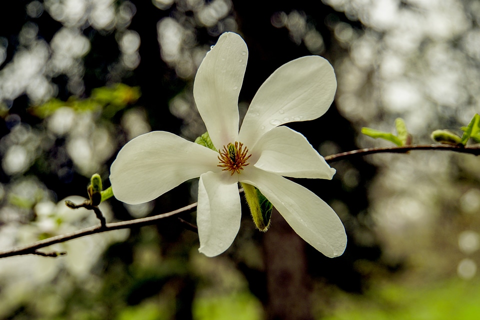 Blossom perennial flower