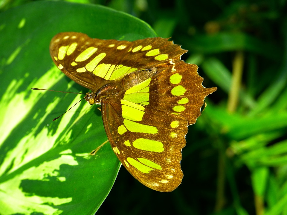 Animal malachite butterfly siproeta stelenes