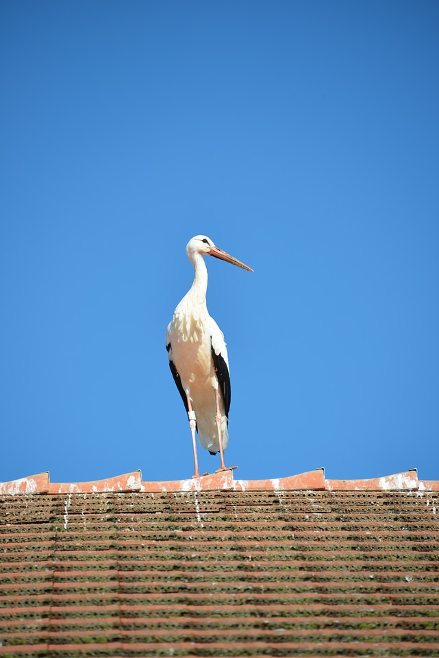 Animal rattle stork roof