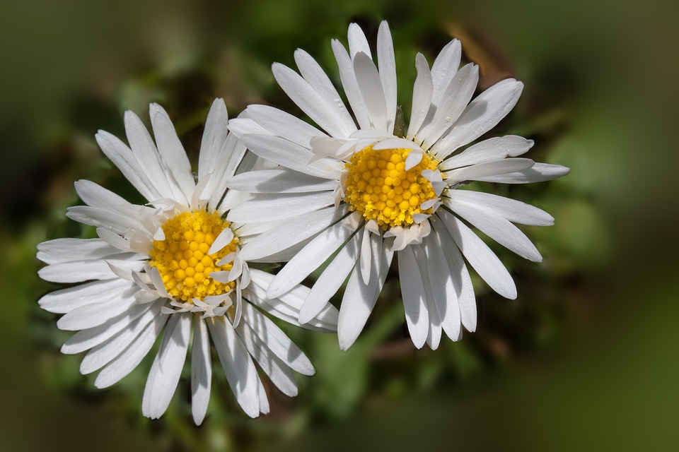 Monatsroeserl m p little daisy