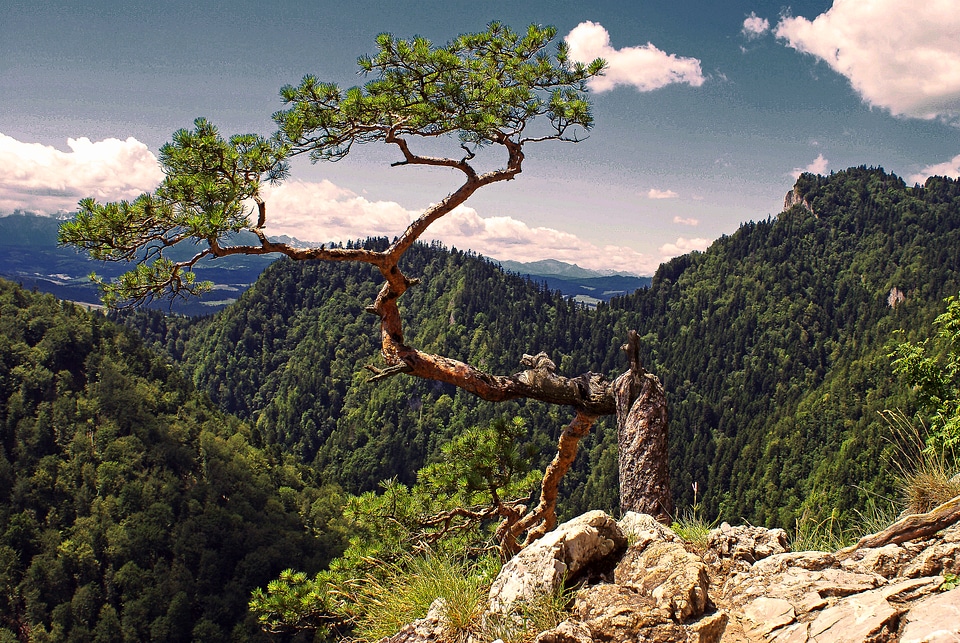 Symbol pieniny malopolska