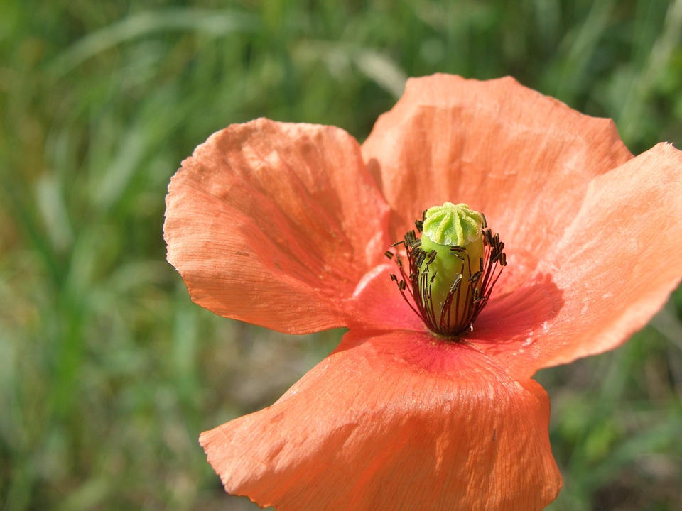 Flower red weed petals