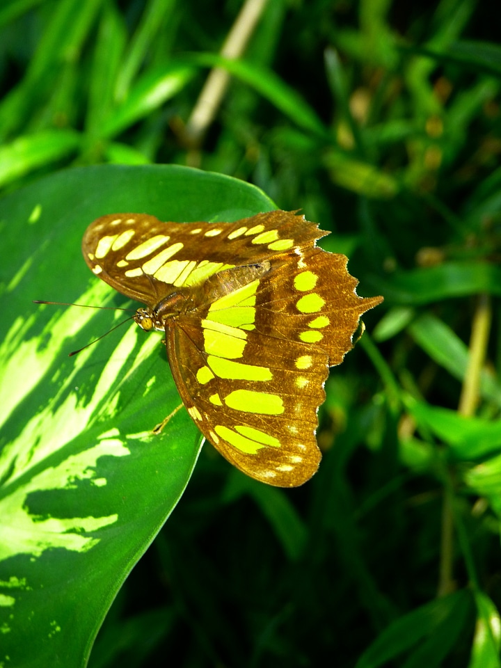 Animal malachite butterfly siproeta stelenes