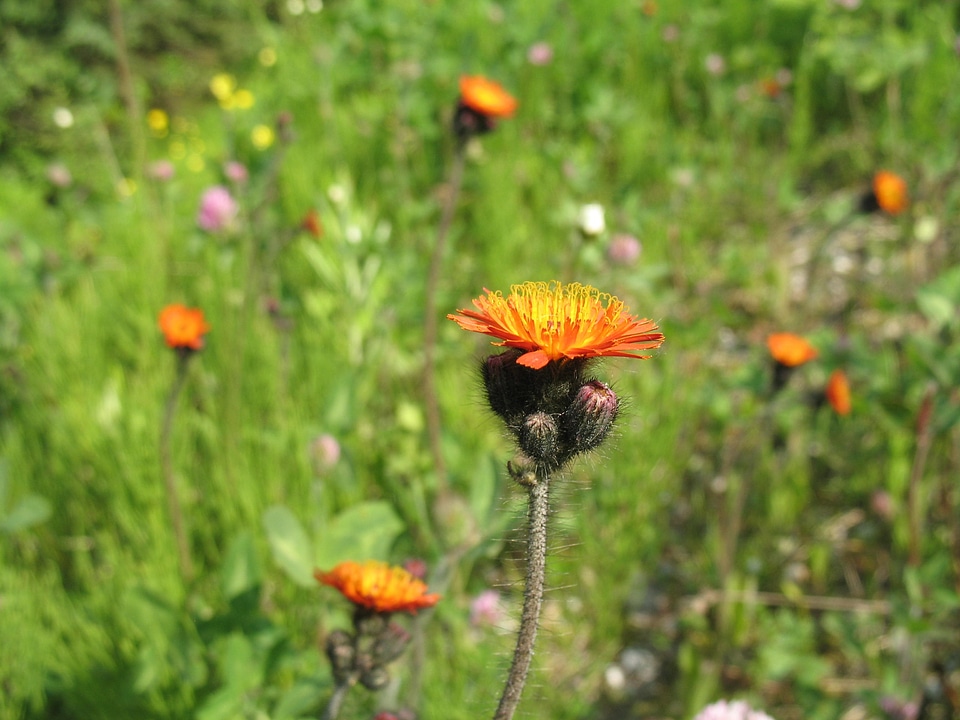 Bloom blooming nature