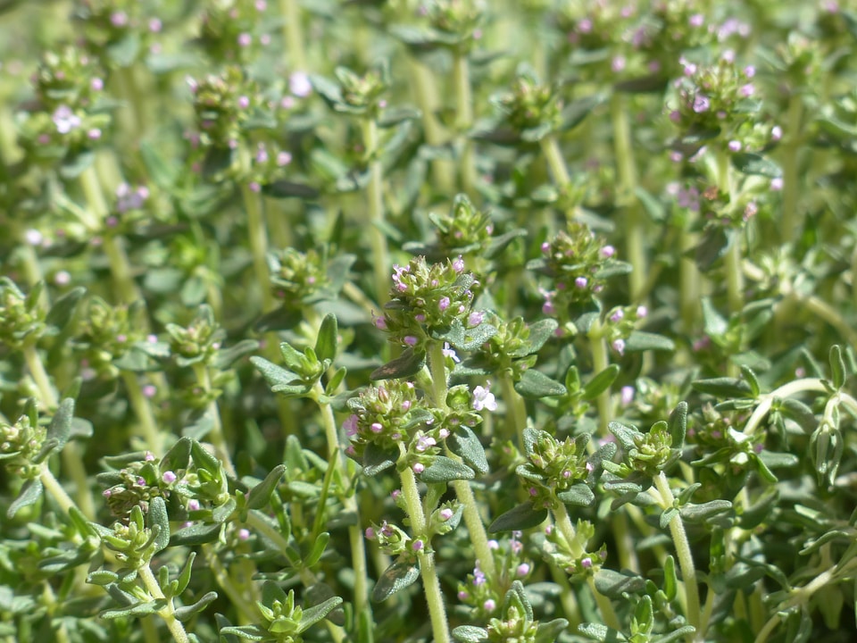 Culinary herbs pink violet