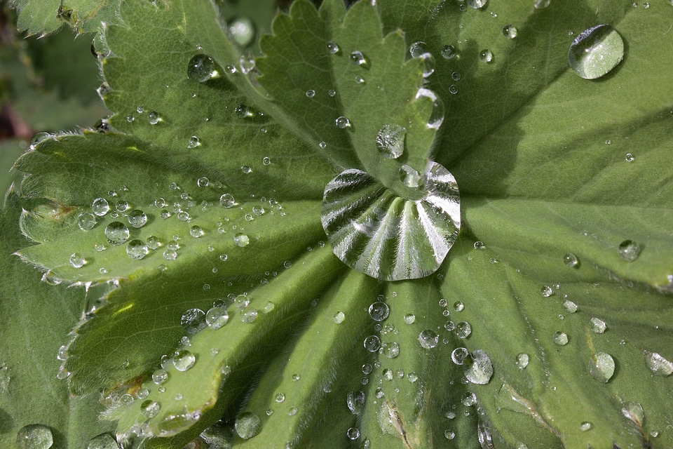 Rosaceae herbaceous plant raindrop
