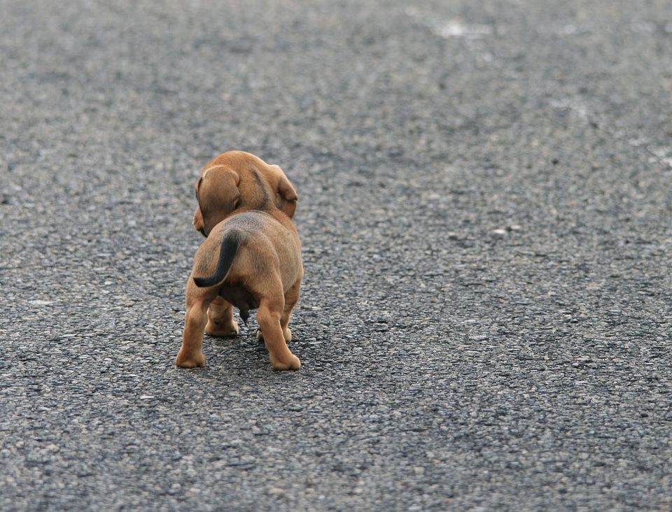 Brown small cute