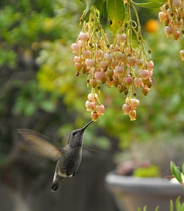 Flower bird wildlife