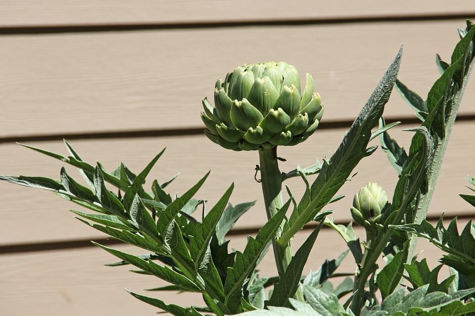 Spikey thistle spiky